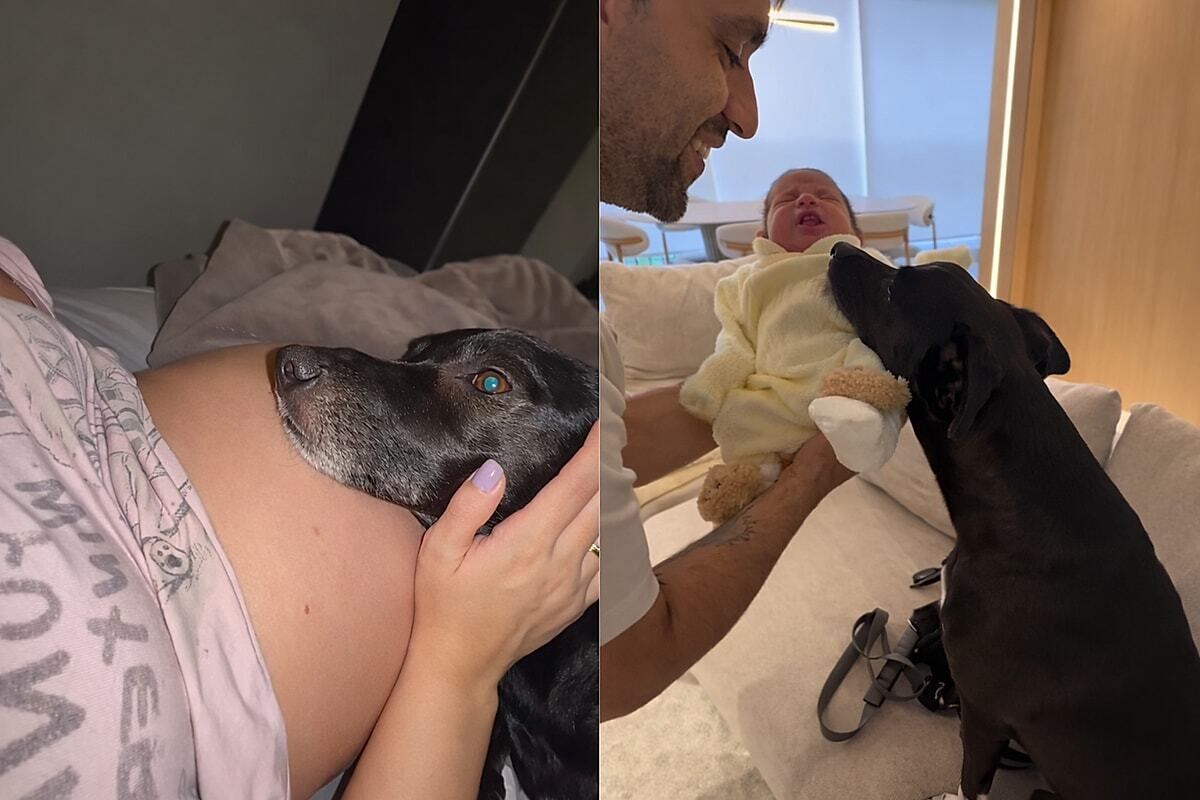 Tom Brady Clona a Su Perrita Lua: Una Historia Increíble, image size:1200x800